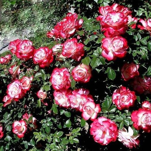 Bordová - bílá - Stromkové růže, květy kvetou ve skupinkách - stromková růže s keřovitým tvarem koruny